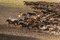 Ten thousand steeds gallop Royalty Free Stock Photo